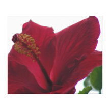 Hibisco rojo grabado en relieve, terciopelo lona estirada galerias