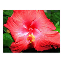 Hibisco rojo grande tarjeta postal