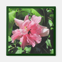 Hibisco rosado doble con el imán de las gotas de a