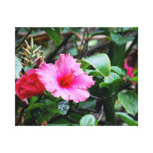Hibisco rosado impresiones en lona estiradas
