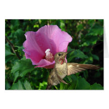 Hibisco rosado y Hummer Felicitaciones