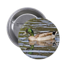 Híbrido del pato silvestre pin