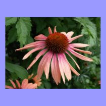 Híbrido púrpura de Coneflower posters
