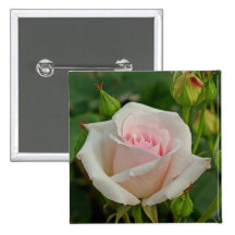 Híbrido rosado de Ofelia subió Pin