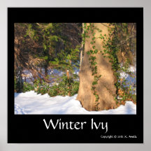 Hiedra del invierno impresiones