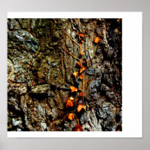 Hiedra en corteza de árbol poster
