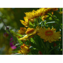 Hierba amarilla de varias flores escultura fotográfica