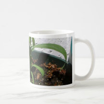 Hierba de las plantas taza de café