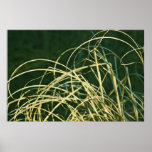 Hierba Posters