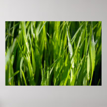 Hierba verde impresiones