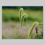 Hierbas borrosas impresión fotográfica 10 x 8 fotografía