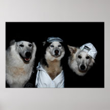 Hip Hop sibirian Husky and Shepherd whites Posters