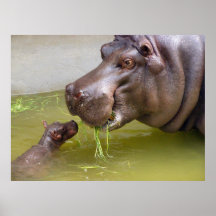 Hipopótamo de la madre con el bebé poster