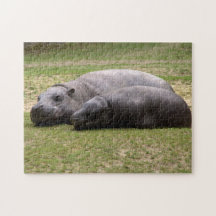 Hipopótamos enanos puzzles