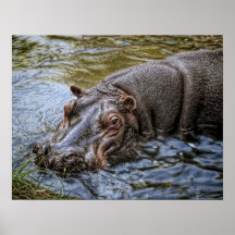 HIPPOPOTAMUS el REY del RÍO Posters