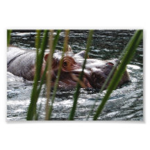 Hippopotamus en la impresión del parque zoológico  fotografías  