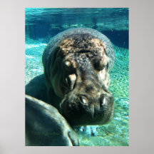 Hippopotamus Posters