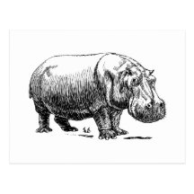 Hippopotamus Tarjeta Postal
