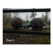 Hippopotamuses divertidos que se van postales