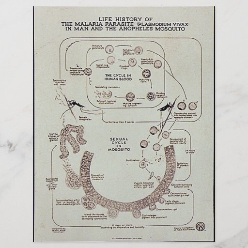 Historia de vida del parásito de malaria Plasmodiu Tarjetas Informativas