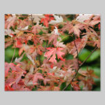 Hoja 10 x del otoño impresión fotográfica 8 fotografía