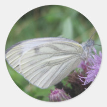 Hoja blanca del pegatina de la mariposa
