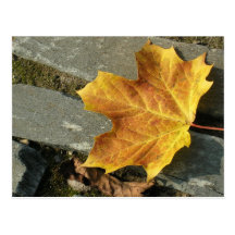 Hoja caida postales