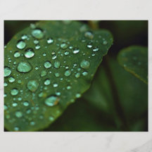 Hoja con las gotas de agua flyer a todo color