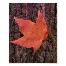 Hoja de arce arte fotográfico