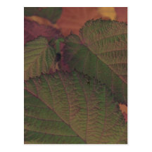Hoja de la avellana tarjeta postal