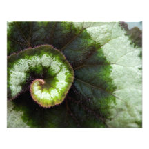 Hoja de la begonia del caracol foto