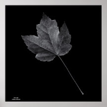 Hoja de la caída posters