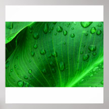 Hoja de la cala posters