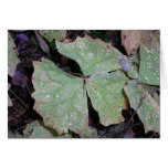 Hoja de la vainilla tarjetón