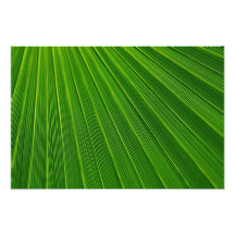 Hoja de palma impresiones fotográficas
