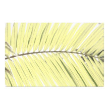 Hoja de palma  papeleria