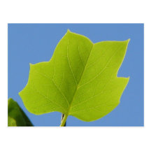 Hoja del árbol de álamo postales
