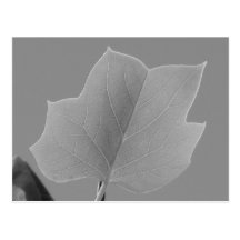 Hoja del árbol de álamo tarjetas postales