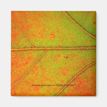 Hoja magnificada del roble del otoño - imán