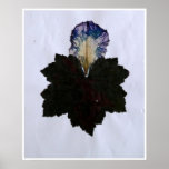 Hoja pasada posters
