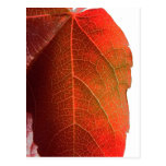 Hoja roja artística postales