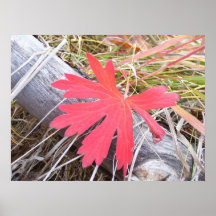 Hoja roja poster