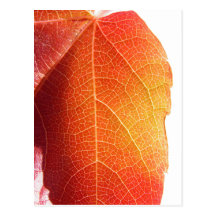 Hoja roja tarjetas postales
