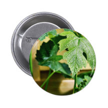 Hoja verde de la uva pin