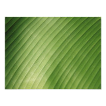 Hoja verde del plátano arte fotográfico