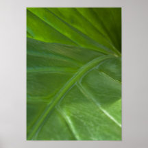 Hoja verde tropical poster