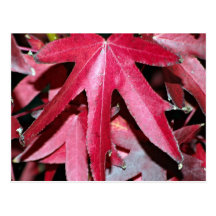 Hojas asteroides del rosa tarjeta postal