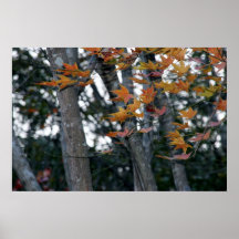 Hojas de arce de la canción del otoño en fotografí impresiones