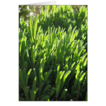 Hojas de la lavanda en la salida del sol felicitacion 