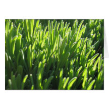 Hojas de la lavanda en la salida del sol tarjeta